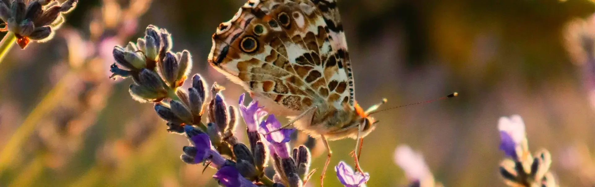Vlinder-op-lavendel-plant Vlinder zit op een lavendelplant nadat de lavendel stek is groot geworden